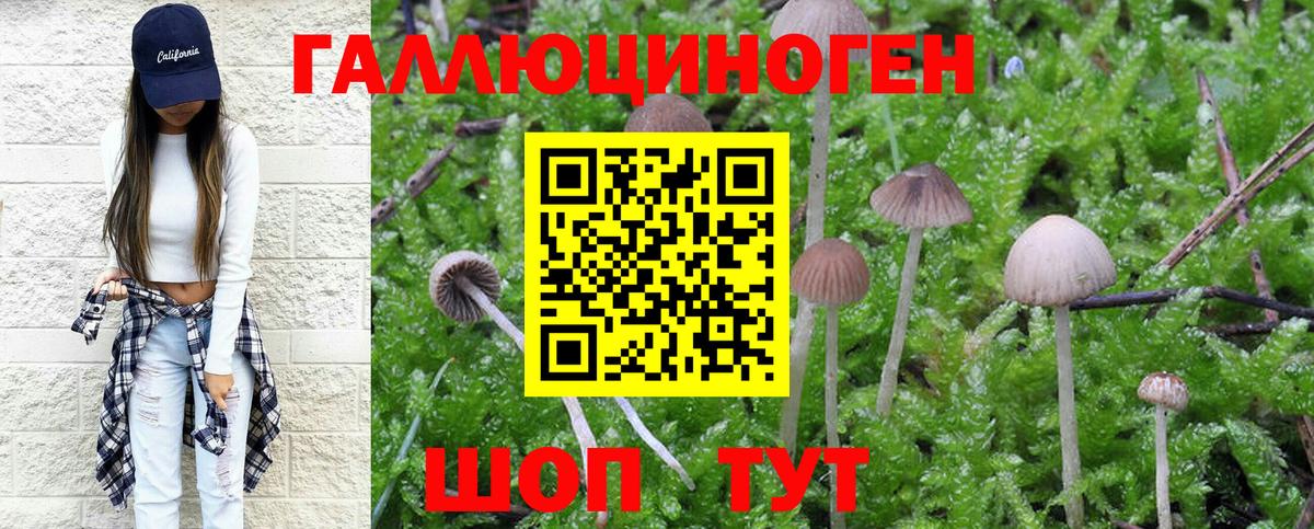 Псилоцибиновые грибы Psilocybe Керчь