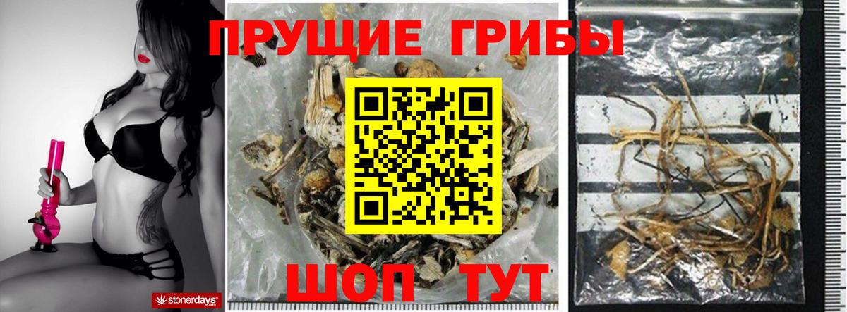 Псилоцибиновые грибы Psilocybe  Псилоцибиновые грибы Psilocybe  Керчь 